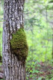 Attēlu rezultāti vaicājumam “Neckera pennata”