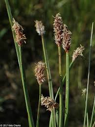 Attēlu rezultāti vaicājumam “Eleocharis uniglumis leaf”