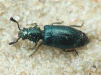 Attēlu rezultāti vaicājumam “Necrobia violacea”