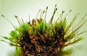 Attēlu rezultāti vaicājumam “Distichium capillaceum”