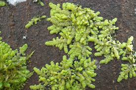 Attēlu rezultāti vaicājumam “Radula complanata sporophyte”