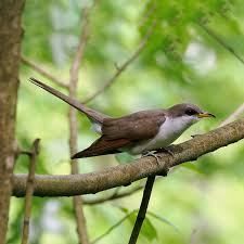 Image result for Coccyzus americanus