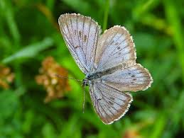 Attēlu rezultāti vaicājumam “Maculinea teleius underside”