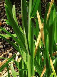 Attēlu rezultāti vaicājumam “Poa remota”