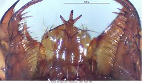 Attēlu rezultāti vaicājumam “Leistus ferrugineus”