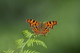 Attēlu rezultāti vaicājumam “Polygonia c-album”