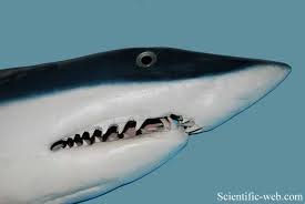 Image result for Isurus oxyrinchus