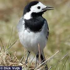 Image result for Motacilla alba