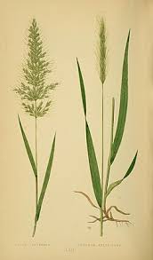 Attēlu rezultāti vaicājumam “Hordelymus europaeus”