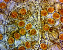 Attēlu rezultāti vaicājumam “Puccinia poarum”