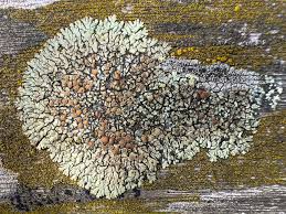 Attēlu rezultāti vaicājumam “Lecanora muralis”