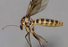 Attēlu rezultāti vaicājumam “Mycetophilidae”