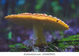 Attēlu rezultāti vaicājumam “Amanita regalis”