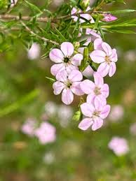 Attēlu rezultāti vaicājumam “Diderma rufostriatum young”