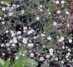 Attēlu rezultāti vaicājumam “Gypsophila fastigiata bud”