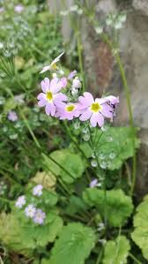 Image result for Primula malacoides