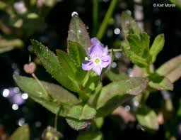 Attēlu rezultāti vaicājumam “Veronica scutellata bud”