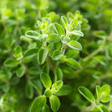 Image result for Oregano