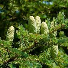 Attēlu rezultāti vaicājumam “Abies mariesii”