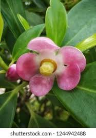 Attēlu rezultāti vaicājumam “Clusiaceae”