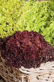 Image result for Pflücksalat