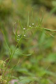Attēlu rezultāti vaicājumam “Thesium ebracteatum leaf”