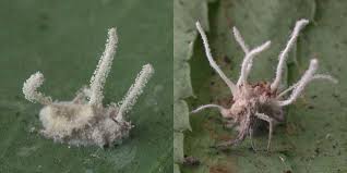 Attēlu rezultāti vaicājumam “Torrubiella arachnophila”