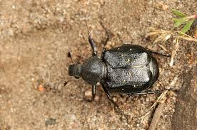 Attēlu rezultāti vaicājumam “Gnorimus variabilis”