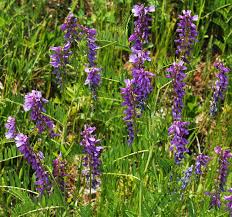Attēlu rezultāti vaicājumam “Vicia cracca bud”