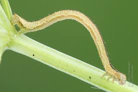 Attēlu rezultāti vaicājumam “Eupithecia subumbrata”