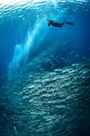 Image result for Tornado Divers