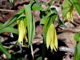 Attēlu rezultāti vaicājumam “Uvularia grandiflora flower”