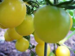 Afbeeldingsresultaat voor hawaiian white cherry tomato