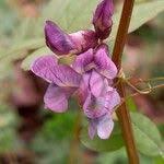 Attēlu rezultāti vaicājumam “Vicia sepium leaf”