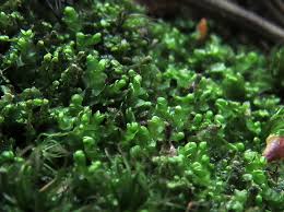 Attēlu rezultāti vaicājumam “Odontoschisma denudatum”