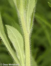 Attēlu rezultāti vaicājumam “Rudbeckia hirta var. hirta leaf”