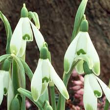 Attēlu rezultāti vaicājumam “Galanthus nivalis”