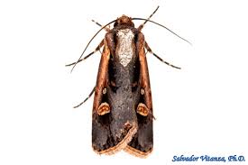 Attēlu rezultāti vaicājumam “Noctuidae”