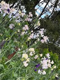 Attēlu rezultāti vaicājumam “Lathyrus latifolius bud”
