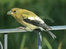 Image result for Hesperiphona vespertina