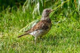 Attēlu rezultāti vaicājumam “Turdus pilaris juvenile”