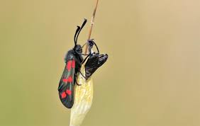 Attēlu rezultāti vaicājumam “Zygaena cocoon”