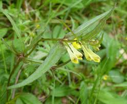 Attēlu rezultāti vaicājumam “Melampyrum pratense”