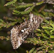 Attēlu rezultāti vaicājumam “Syngrapha interrogationis”