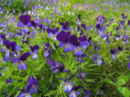 Attēlu rezultāti vaicājumam “Viola tricolor subsp. curtisii bud”