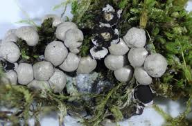 Attēlu rezultāti vaicājumam “Diderma subincarnatum spores”