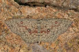 Attēlu rezultāti vaicājumam “Cyclophora pendularia”