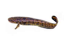 Image result for Lota lota