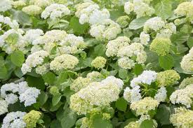 Attēlu rezultāti vaicājumam “Hydrangea arborescens subsp. discolor”