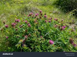 Attēlu rezultāti vaicājumam “Trifolium medium leaf”